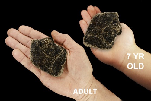 Biotite book mica - mica, oz
